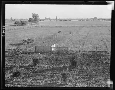 Rural rehabilitation, Tulare County, California. Productive dairy…, 1938