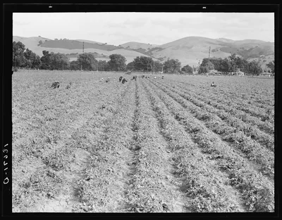 Near Tracy, California. Gang of Filipinos in pea field, 1938