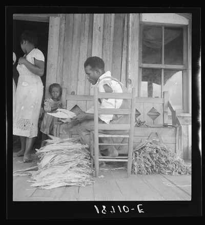 Near Douglas, Georgia. Sharecroppers grade the cured leaves on the…, 1938