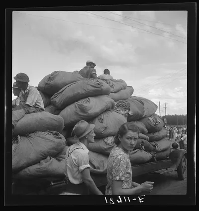 Douglas, Georgia. The "golden leaf," already graded by the farmers,…, 1938