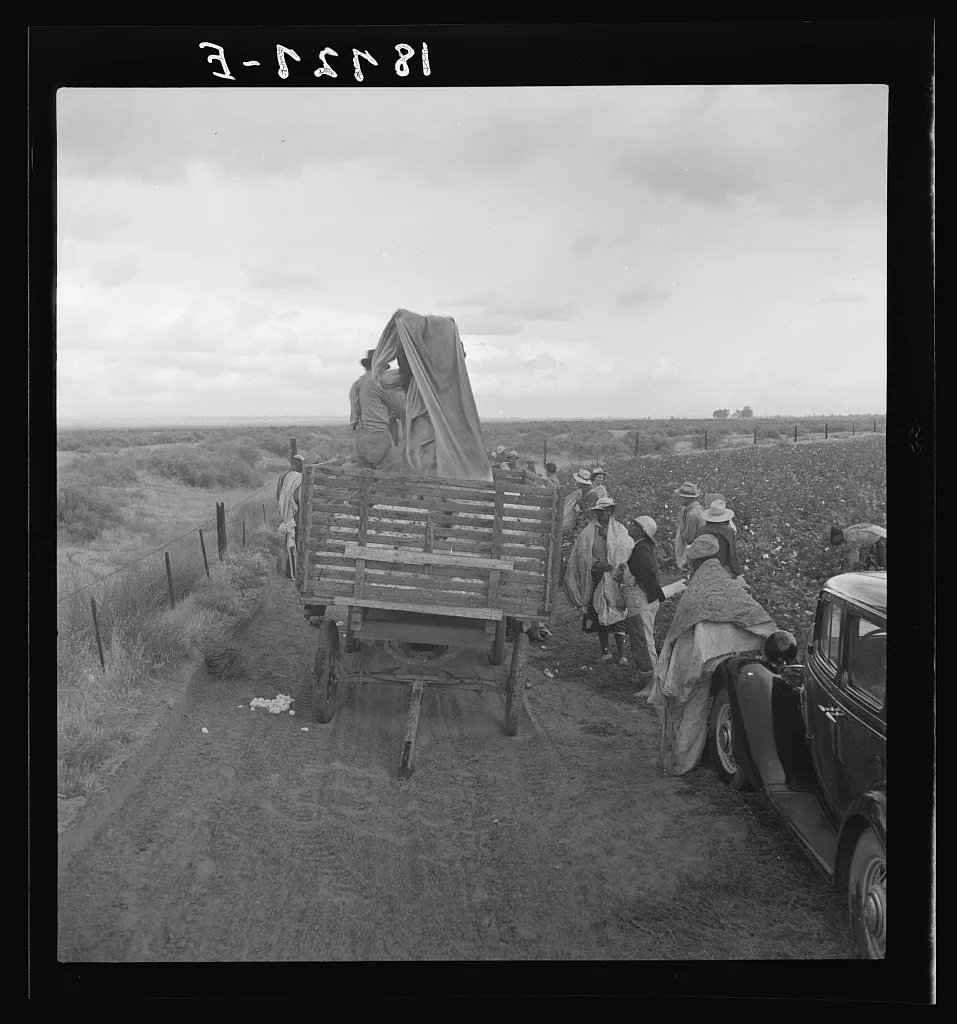 Kern County, California. Cotton pickers emptying sacks at eleven a.m.…, 1938
