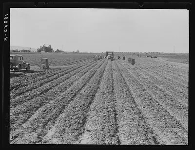 Near Santa Maria, California. Filipino gang of spinach harvesters, 1939