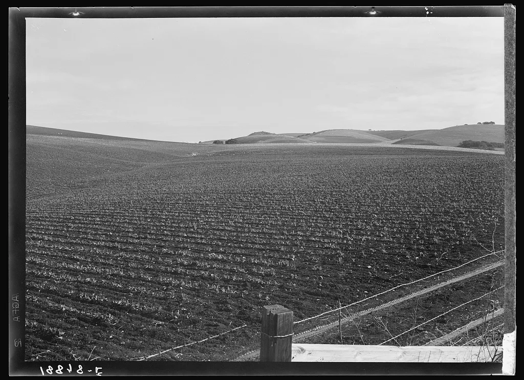 Near San Juan Bautista, California. Large-scale pea fields, 1939