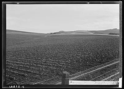 Near San Juan Bautista, California. Large-scale pea fields, 1939