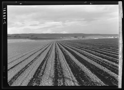 Near San Juan Bautista, California. Large-scale pea fields, 1939