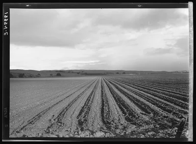 Near San Juan Bautista. Large-scale pea field. California, 1939