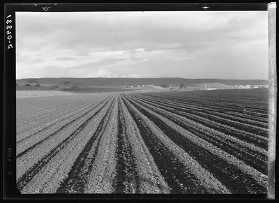 [Untitled photo, possibly related to: Near San Juan Bautista,…, California, 1939