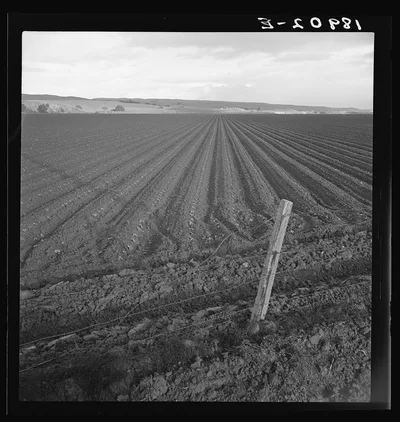 Large-scale pea fields. Near San Juan Bautista, California, 1939