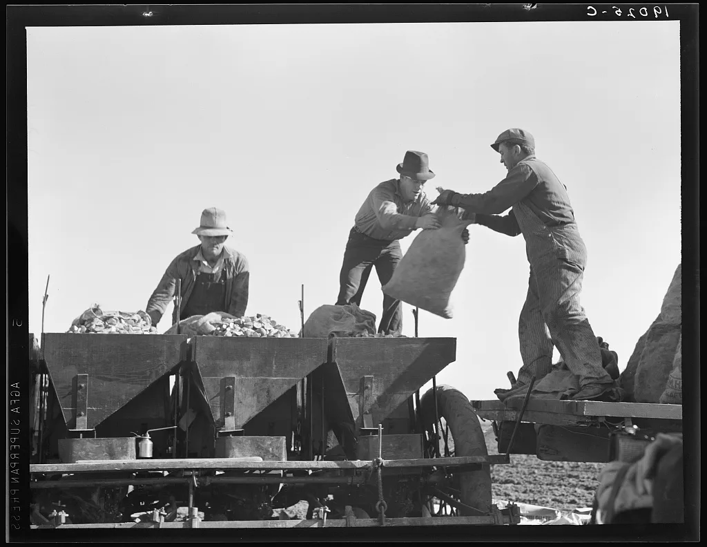 Loading bins of potato planter which fertilizes and plants potatoes…, California, 1939