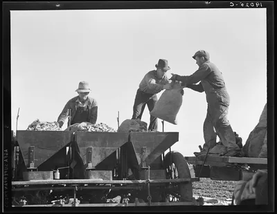 Loading bins of potato planter which fertilizes and plants potatoes…, California, 1939