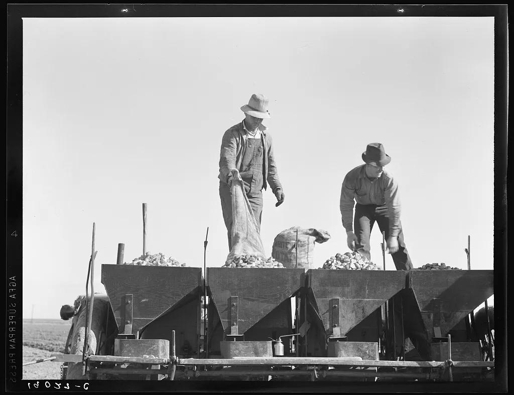 Loading bins of potato planter with fertilizer and seed from trailer…, California, 1939