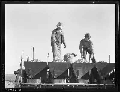 Loading bins of potato planter with fertilizer and seed from trailer…, California, 1939