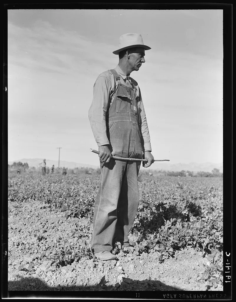Row boss. Formerly a pea picker. Near Calipatria, California, 1939