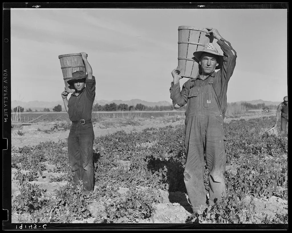 Pea pickers coming into the weigh master. Near Calipatria, California, 1939