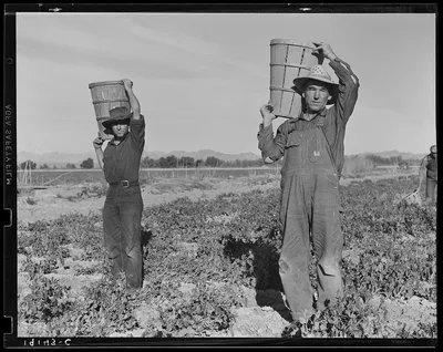 Pea pickers coming into the weigh master. Near Calipatria, California, 1939