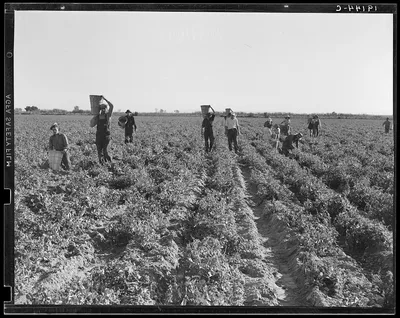 [Untitled photo, possibly related to: End of the day. Near…, California, 1939
