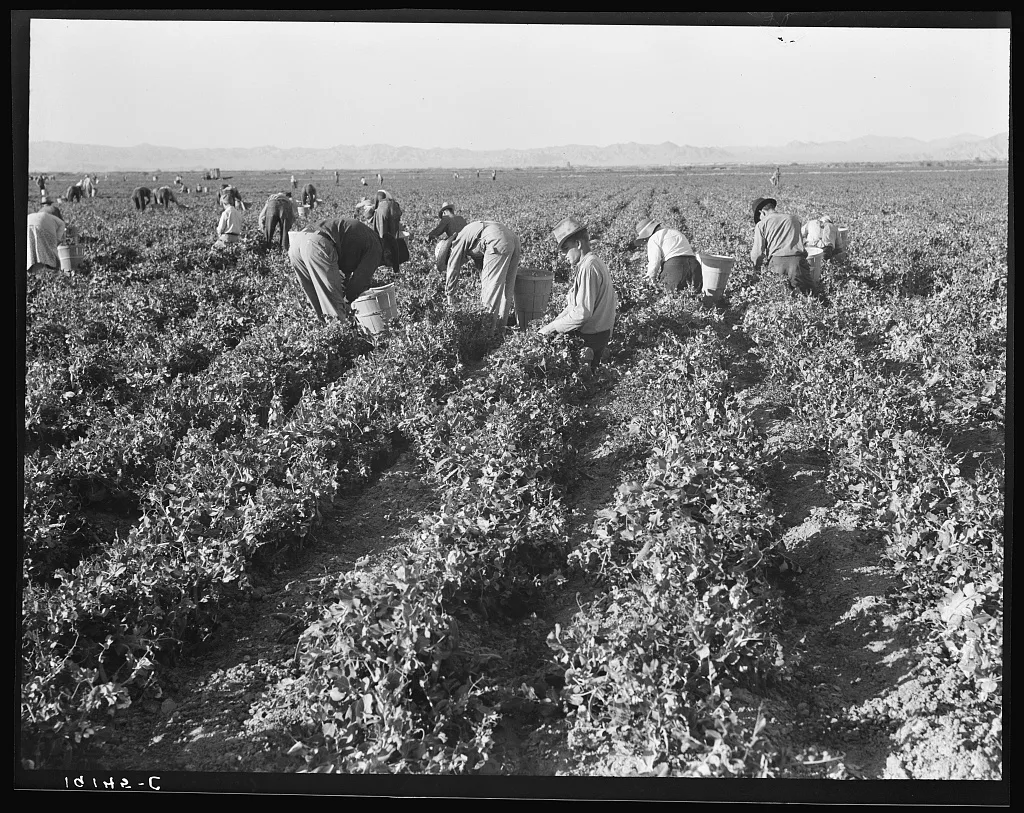 500 pea pickers in field of large-scale Sinclair Ranch. Newly planted…, California, 1939