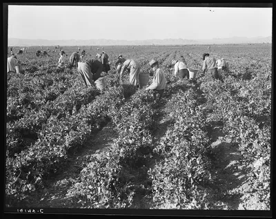 500 pea pickers in field of large-scale Sinclair Ranch. Newly planted…, California, 1939