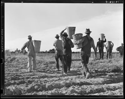 Pea pickers. End of the day. Near Calipatria. California, 1939