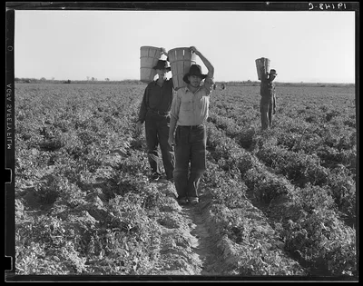 End of the day. Near Calipatria, California. Pea pickers, 1939