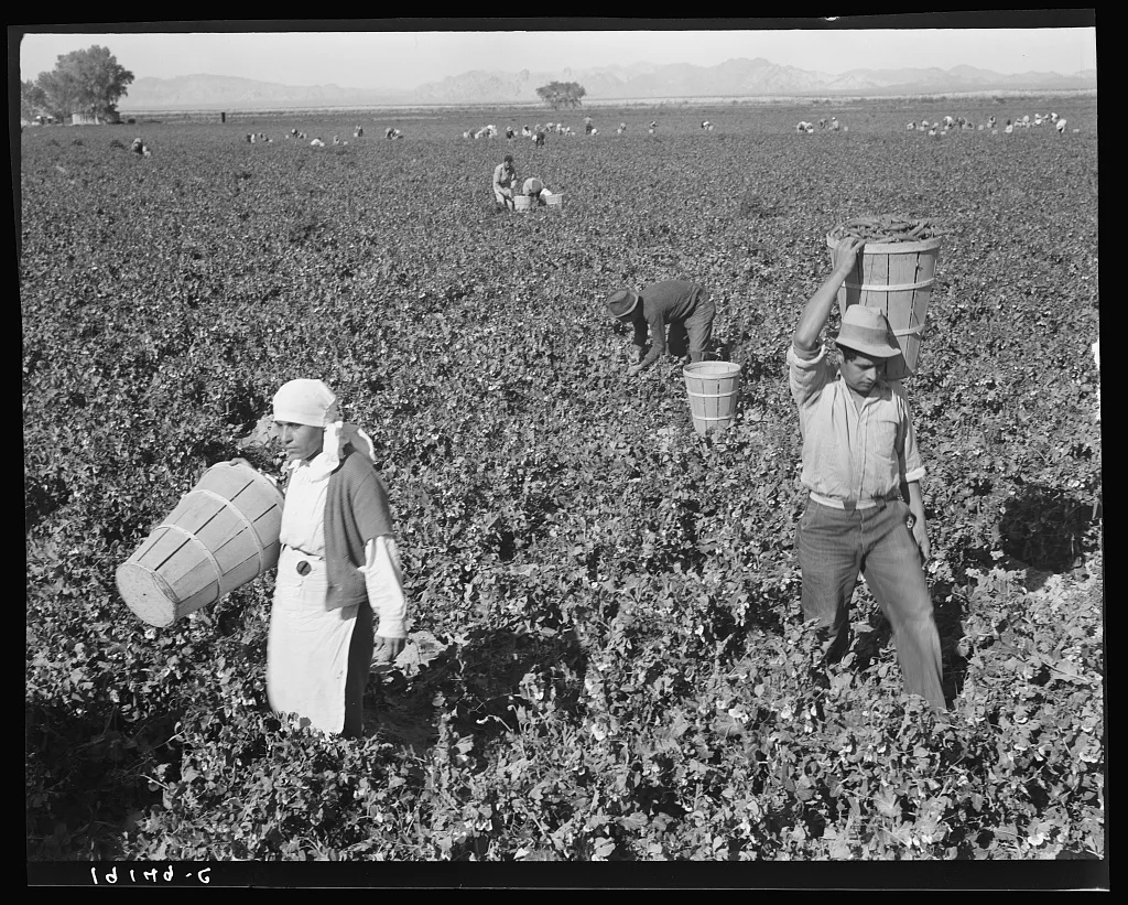 Pea pickers near Calipatria, California, 1939