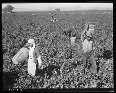 Pea pickers near Calipatria, California, 1939