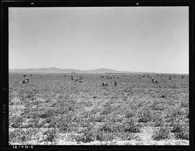 500 pea pickers in field of large-scale Sinclair ranch, newly planted…, California, 1939