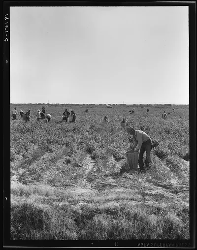 [Untitled photo, possibly related to: Pea pickers near Calipatria,…, California, 1939