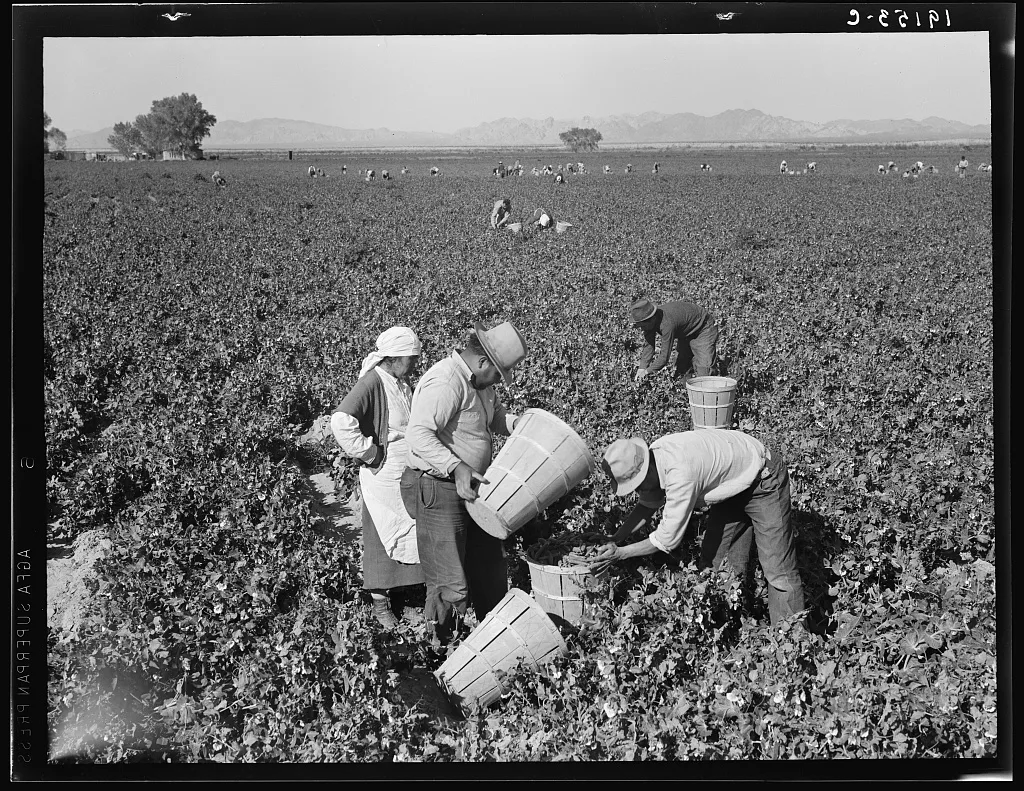 Pea pickers near Calipatria, California, 1939