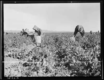 Pea pickers near Calipatria, California, 1939