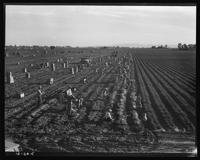 Near Meloland, Imperial Valley. Large scale agriculture. Gang labor,…, California, 1939