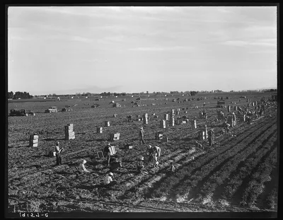 Near Meloland, Imperial Valley. Large scale agriculture. Gang labor,…, California, 1939