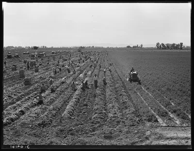 Near Meloland, Imperial Valley. Large scale agriculture. Gang labor,…, California, 1939