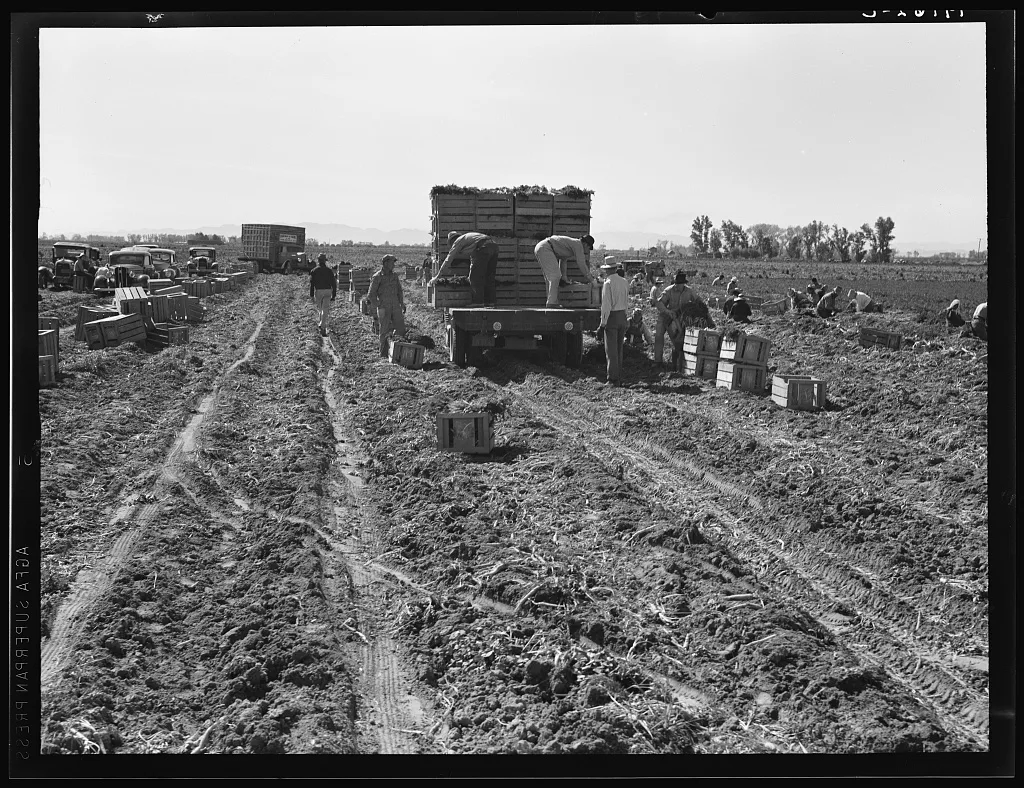 Near Meloland, Imperial Valley. Large scale agriculture. Gang labor,…, California, 1939