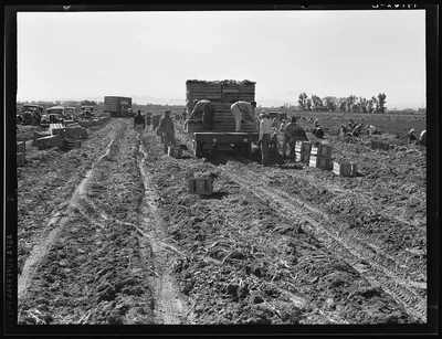 Near Meloland, Imperial Valley. Large scale agriculture. Gang labor,…, California, 1939