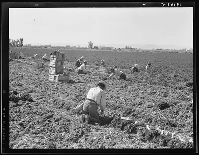 Near Meloland, Imperial Valley. Large scale agriculture. Gang labor,…, California, 1939