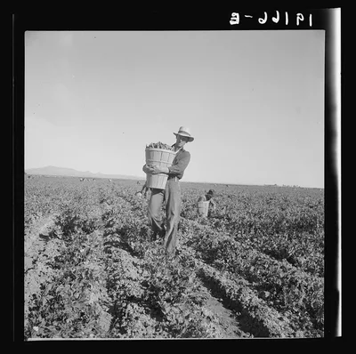 Pea pickers coming into weigh master. 500 pea pickers in field of…, California, 1939