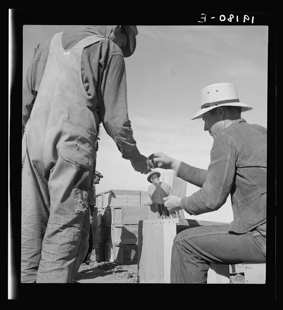 Paymaster on edge of pea fields pays a quarter for every hamper of…, California, 1939