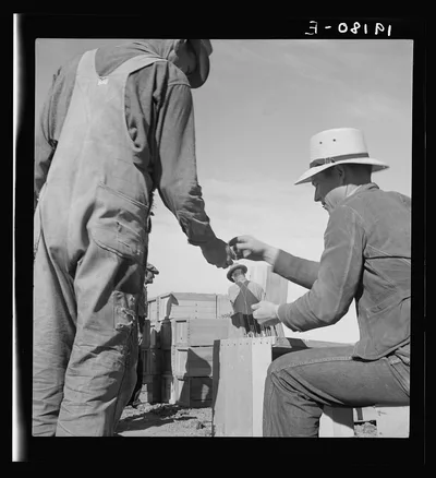 Paymaster on edge of pea fields pays a quarter for every hamper of…, California, 1939
