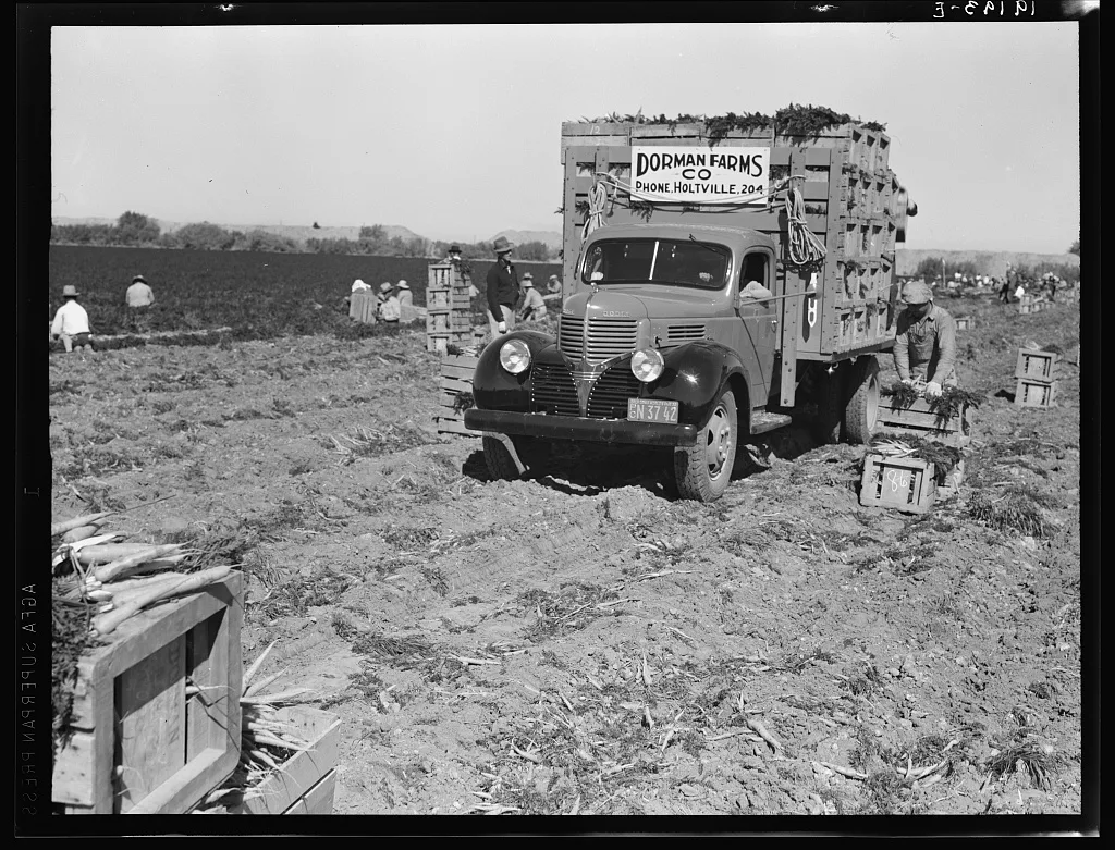 Loading carrots in the field near Holtville, California, 1939
