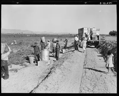Near Calipatria. Five hundred pea pickers in field of large-scale…, California, 1939