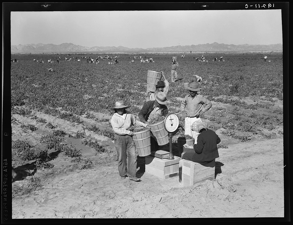 Open air food factory. Weighing in peas. California, 1939
