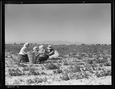 Lunchtime in the field. Camp in background. Near Calipatria,…, California, 1939