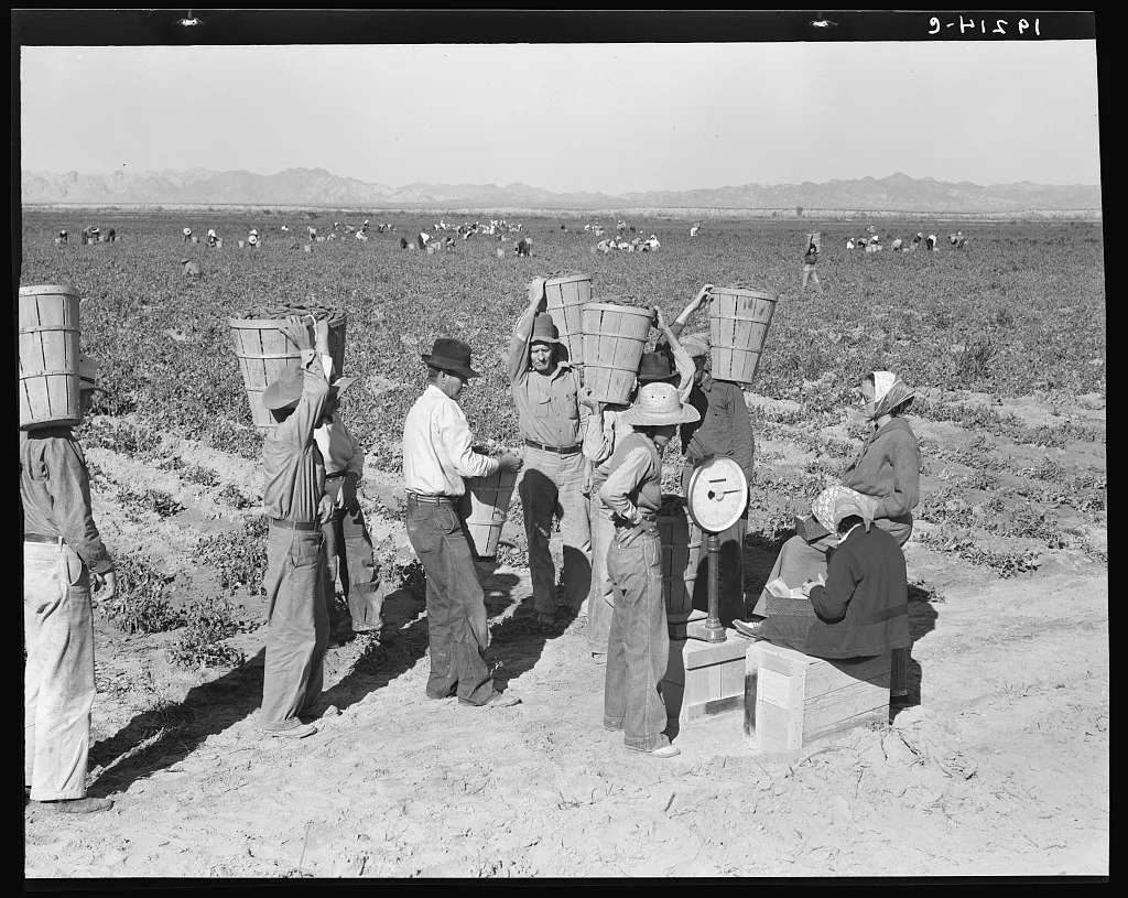 Open air food factory. Weighing in the peas near Calipatria,…, California, 1939