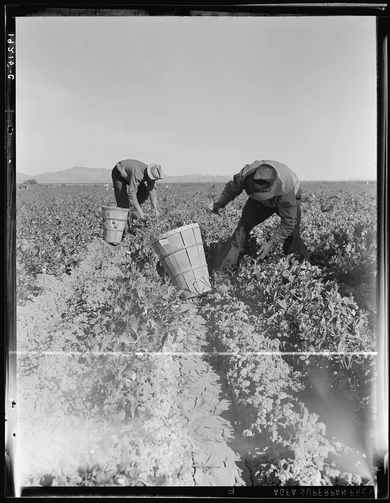 Pea pickers near Calipatria, California, 1939