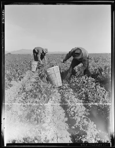 Pea pickers near Calipatria, California, 1939