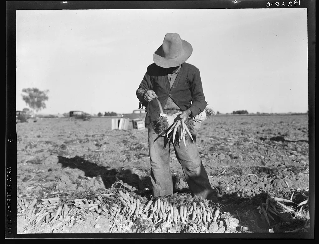 Tying carrots in Imperial Valley. Near Meloland, California, 1939