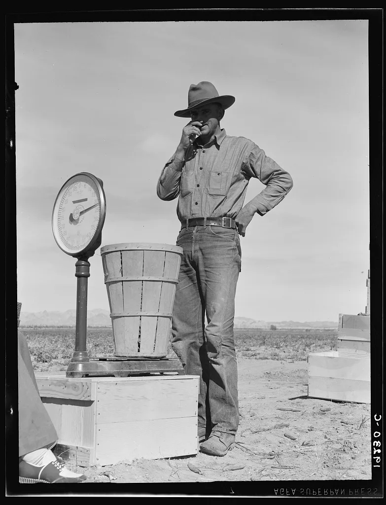 Pea picker at scales. Near Calipatria, Imperial Valley, California, 1939