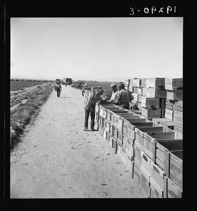 Pea harvest. Large-scale industrialized agriculture on Sinclair…, California, 1939