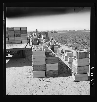Pea harvest. Large-scale industrialized agriculture on Sinclair…, California, 1939